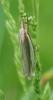 Crambus pascuella